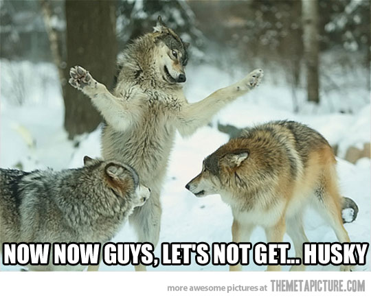 Now Now Guys Let’s Not Get Husky Funny Wolf Caption