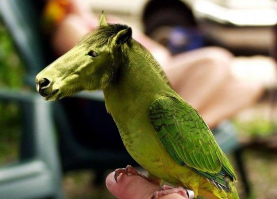 Parrot With Funny Horse Face