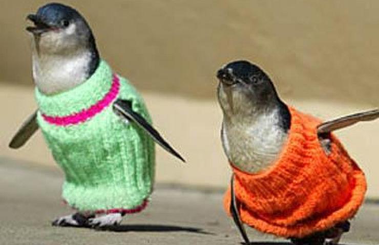 Penguins In Sweaters Funny Fashion