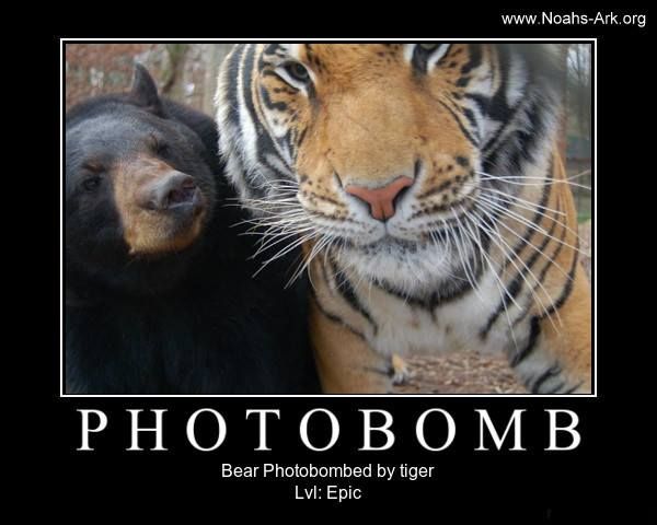 25 Very Funny Tiger Pictures