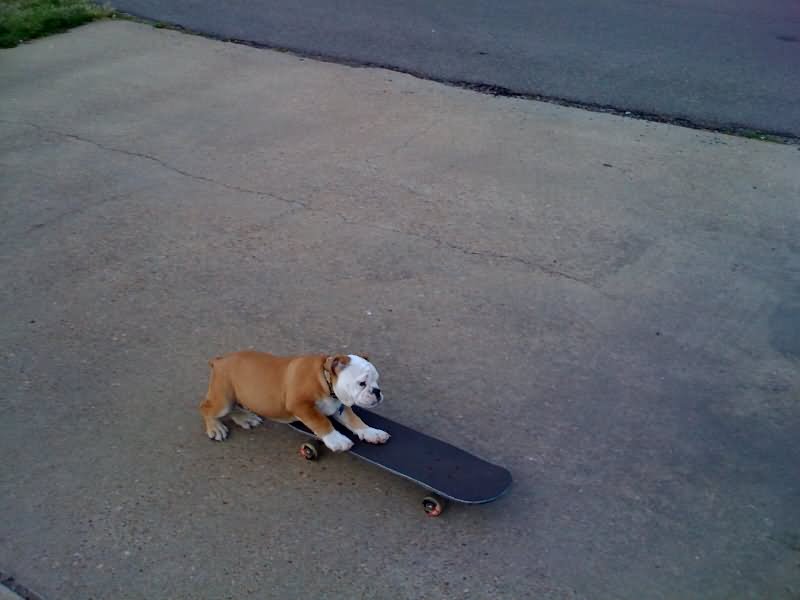 Puppy Funny Skateboarding