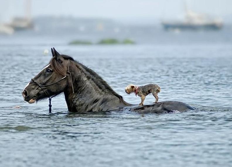 Puppy On Horse Back Funny Picture