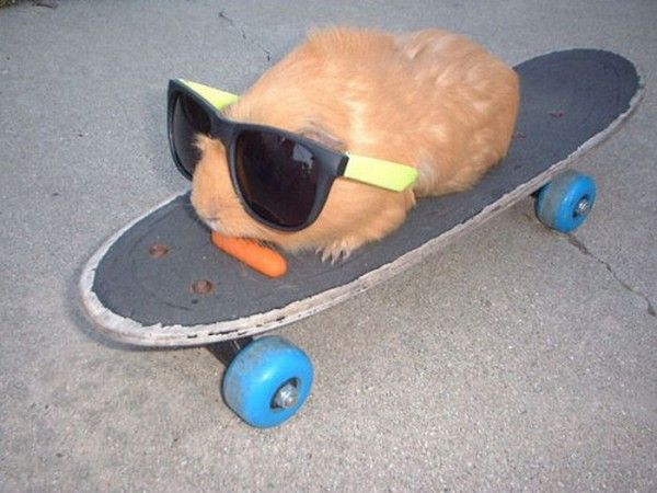 Rabbit On Skateboarding Funny Picture