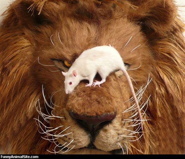 Rat On Lion Nose Funny Picture