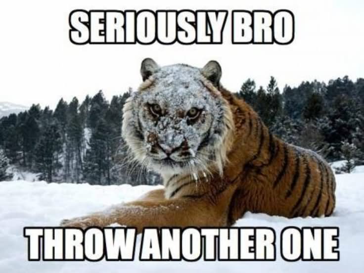 Seriously Bro Throw Another One Funny Tiger Meme