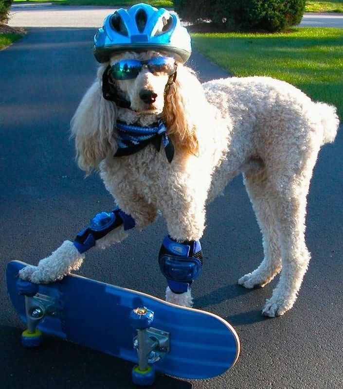 Skateboarding Dog Funny Image For Facebook
