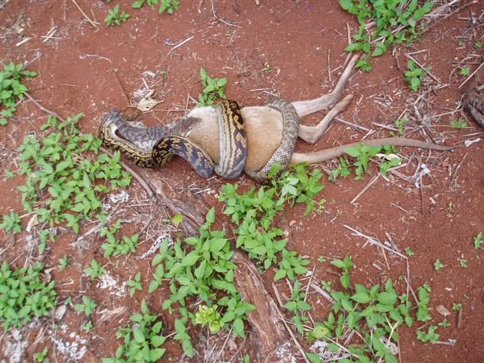 Snake And Kangaroo Funny Fight Picture