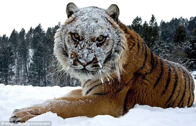 Snow Face Funny Tiger