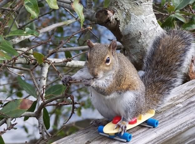 Squirrel Funny Skateboarding