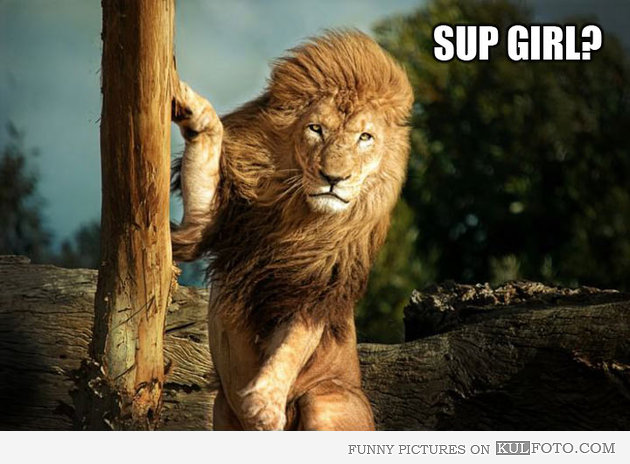 Sup Girl Funny Lion