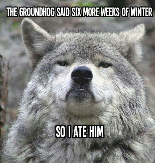 The Groundhog Said Six More Weeks Of Winter Funny Wolf Picture