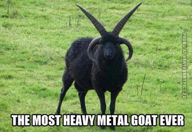 The Most Heavy Metal Goat Ever Funny Caption
