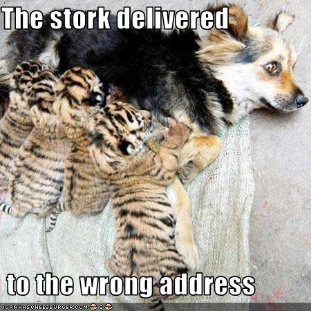 The Strok Delivered To The Wrong Address Funny Tiger