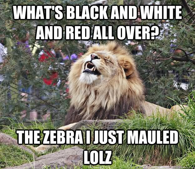 The Zebra I Just Mauled Lolz Funny Lion Meme