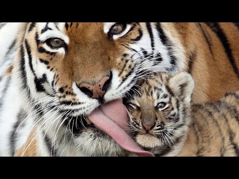 Tiger Licking His Baby Funny Picture