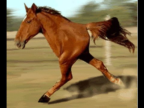 Two Legs Running Horse Funny Photoshopped