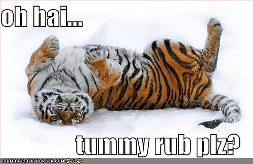 Tummy Rub Plz Funny Tiger Image