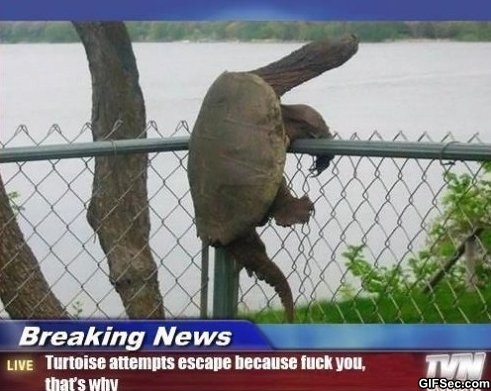 Tortoise Funny Breaking News