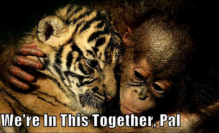 We Are In This Together Pal Funny Tiger Caption