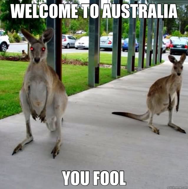 Welcome To Australia Funny Kangaroo