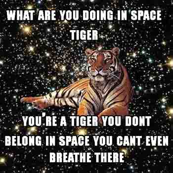 What Are You Doing In Space Tiger Meme
