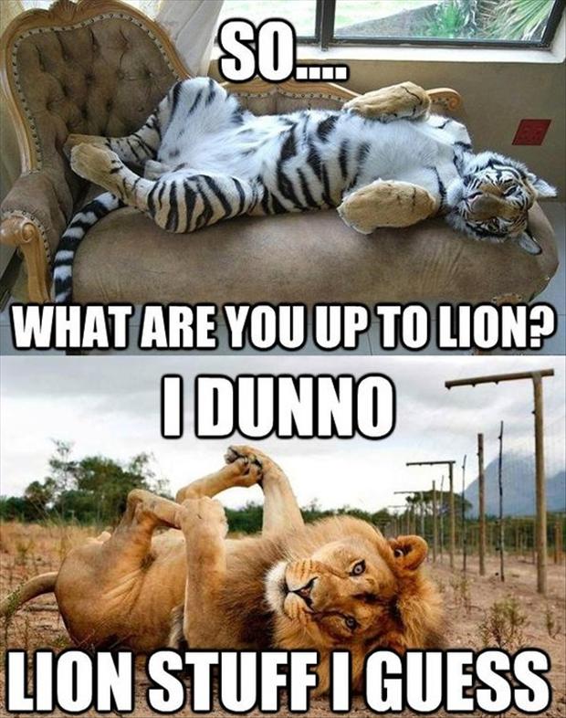 What Are You Up to Lion Funny Tiger Meme