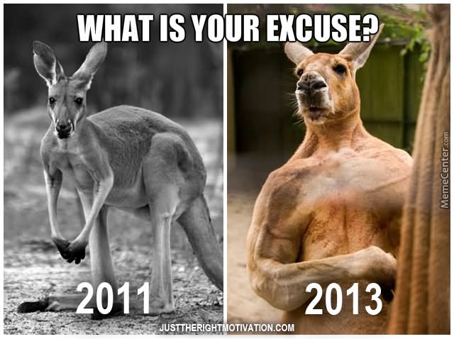 What Is Your Excuse Funny Kangaroo Caption