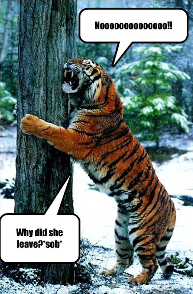 Why Did She Leave Funny Tiger Image