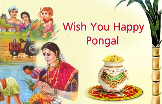 Wish You Happy Pongal Greetings Picture