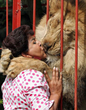 Woman And Lion Kissing Funny Image