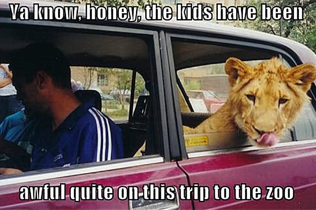 Ya Know Honey The Kids Have Been Funny Lion Meme