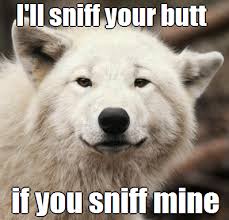 I Will Sniff Your Butt Funny Wolf Meme