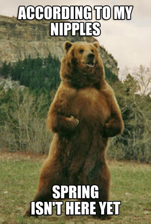 According-To-My-Nipples-Funny-Bear-Meme.jpg