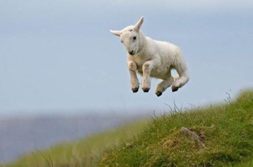 Animal Funny Jump Picture