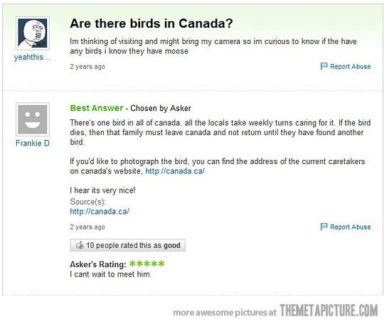 Are There Birds In Canada Funny Yahoo Question Answer Image