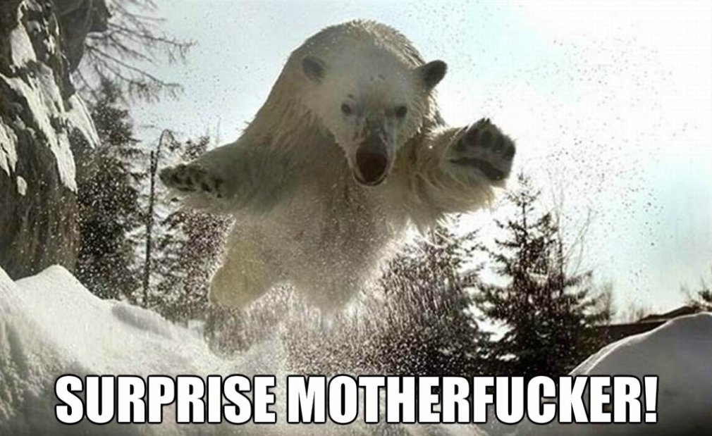 Bear Funny Jump Picture