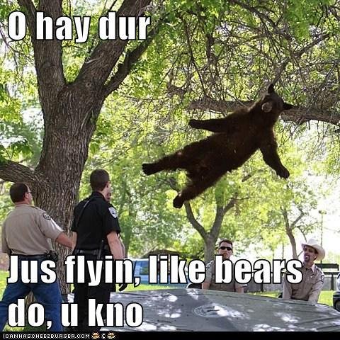 Bear Hanging With Tree Funny Image