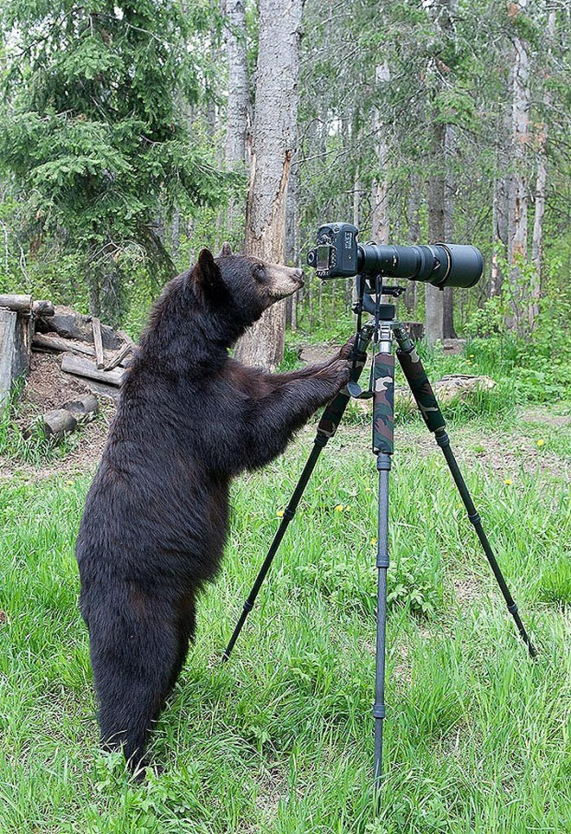 Bear Setting The Camera Funny Picture