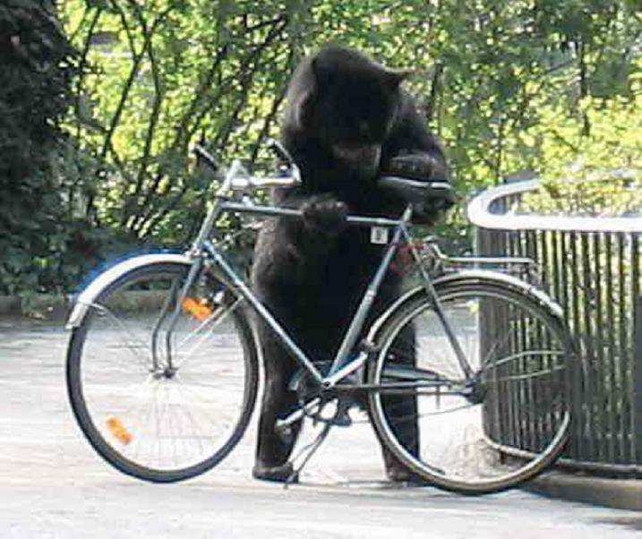 Bear With Bicycle Funny Image