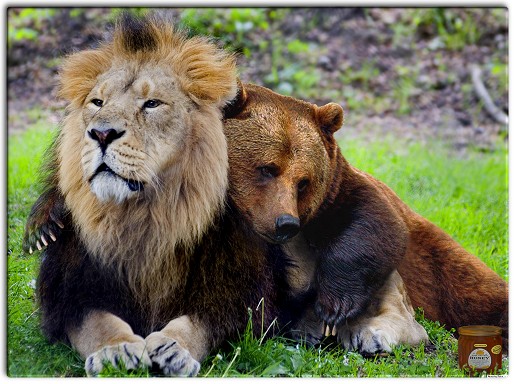 Bear With Lion Funny Friendship Image