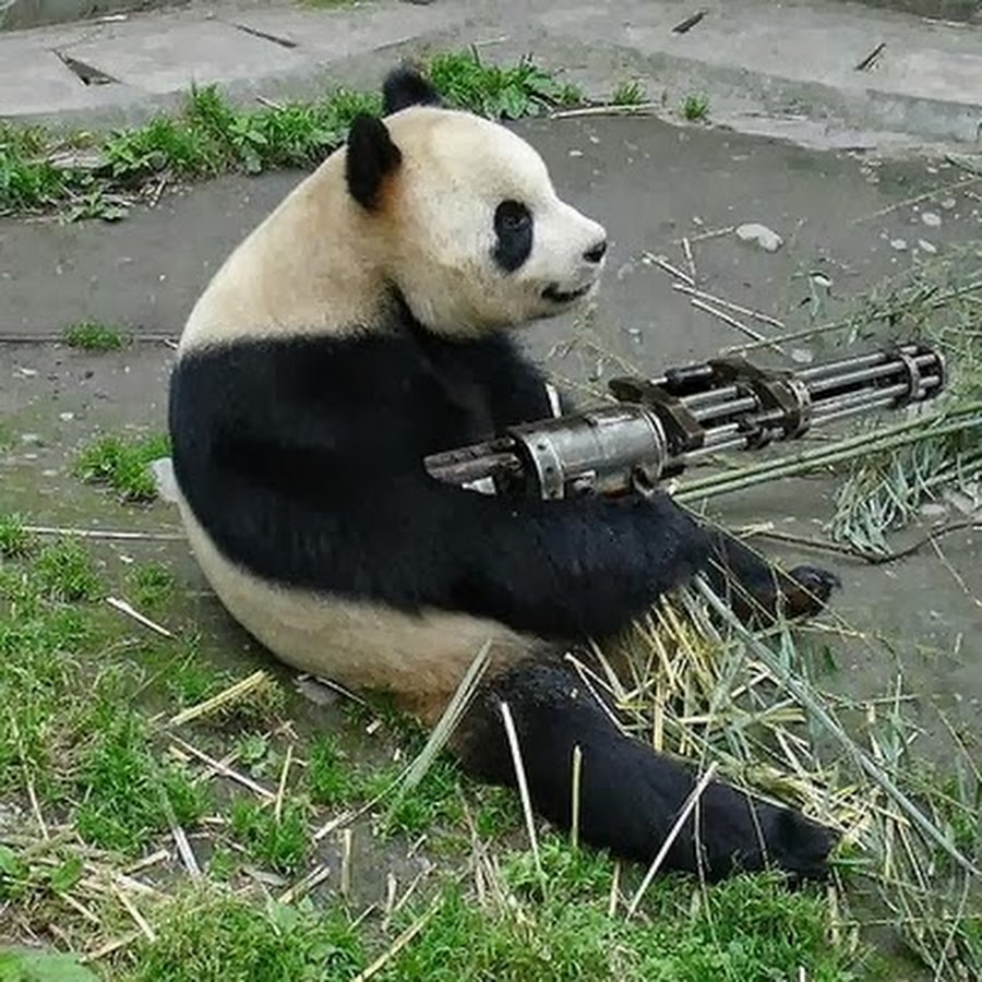 Bear With Machine Gun Funny Picture