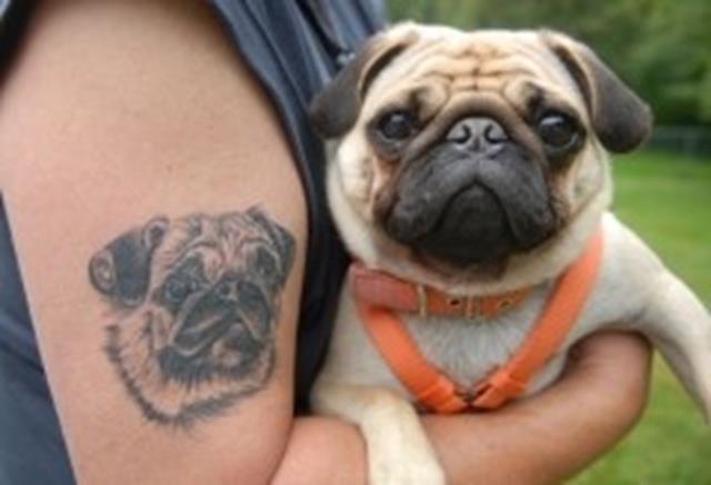 Black And Grey Pug Dog Face Tattoo On Bicep