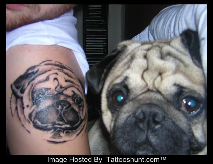 Black And Grey Pug Face Tattoo On Man Shoulder