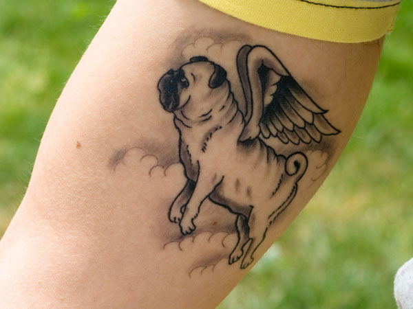 Black And Grey Pug With Flying Wings Tattoo On Bicep