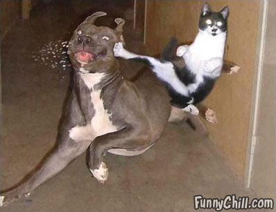 Cat Funny Kick To Dog