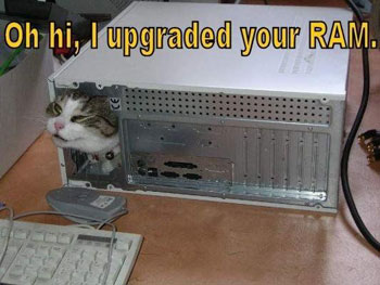 Cat In Computer CPU Funny Picture