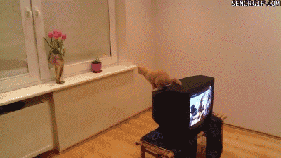 Cat Jumping Funny Gif Picture