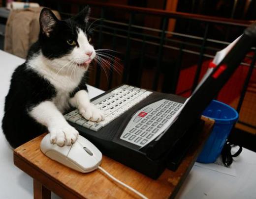 Cat Operating Funny Computer