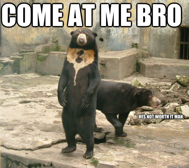 Come At Me Bro Funny Bear Image