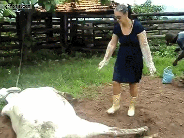 Cow Kicking Woman Funny Gif Picture For Whatsapp